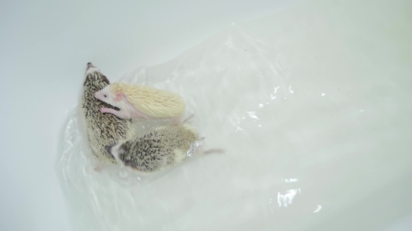 Active Pet Domesticated Hedgehogs Swimming in White Bathtub