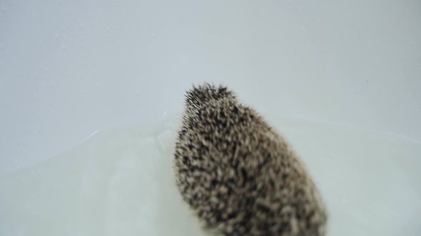 Energetic Pet Domesticated Hedgehogs Crawling in Water in White Bathtub