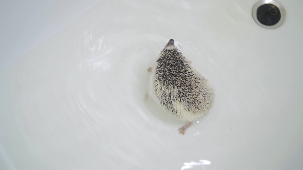 Cute Pet Domesticated Hedgehog Swimming in White Bathtub