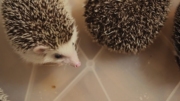 Couple of Houshold Hedgehogs Sitting in Plastic Box on Floor in Apartment