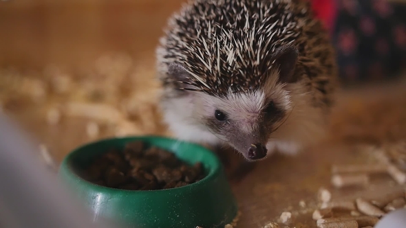 Little Pet Hedgehog Eating Food Sitting in Wooden Cage