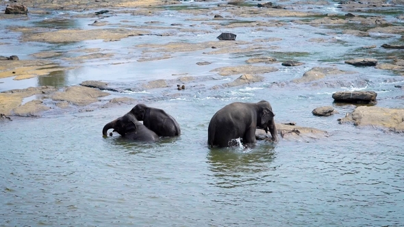 Big Elephant Mother with Two Her Baby Elephants Are Bathing in a River in Sunny Day, Splashing From alt