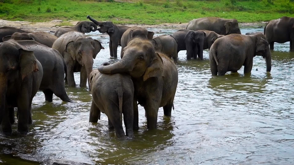 Herd of Indian Elephants in the Watering Hole in Daytime, Cooling Their ...