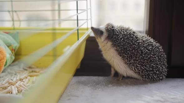 Cute Little Pet Hedgehog Sniffing Cage on Appartment Window Sill