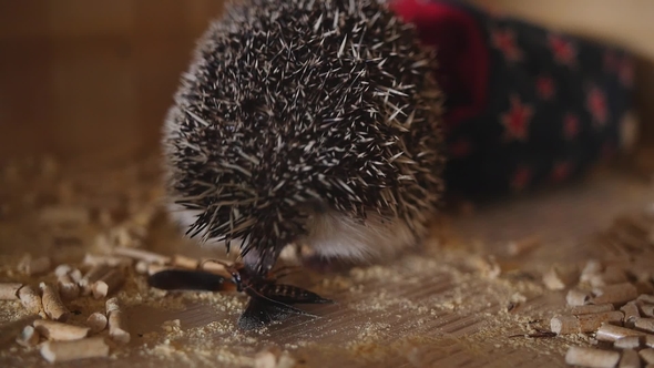 Cute Pet Hedgehog Eating Cockroach Sitting in Wooden Cage