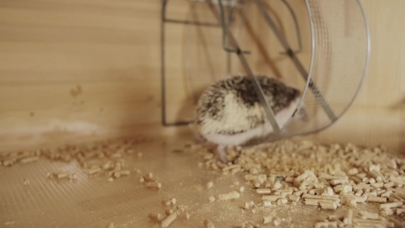 Little Pet Domesticated Hedgehog Running on Wheel in Cage