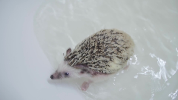 Cute Pet Domesticated Hedgehogs Crawling in Water in White Bathtub