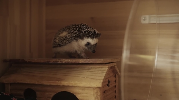 Little Pet Hedgehog Crawling on Wooden Cage House
