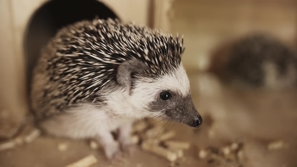 Cute Pet Domesticated Hedgehog Sitting near Little House in Cage