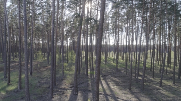Low Flight on the Copter Through Tree Trunks in a Pine Forest alt