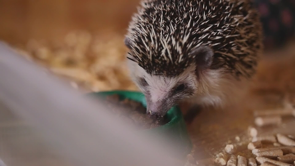 Cute Pet Hedgehog Eating Food Sitting in Wooden Cage