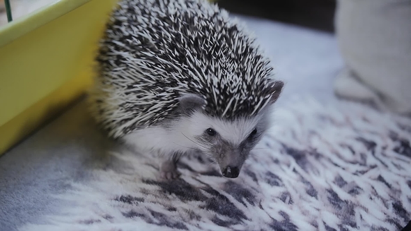 Cute Pet Hedgehog Smelling Everything Around