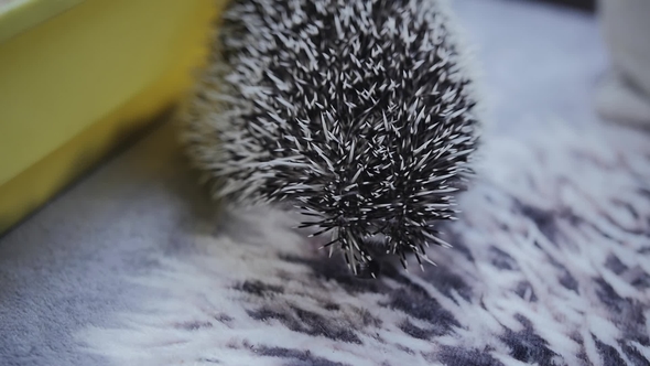 Cute Pet Hedgehog Licks It Nose Looking Around