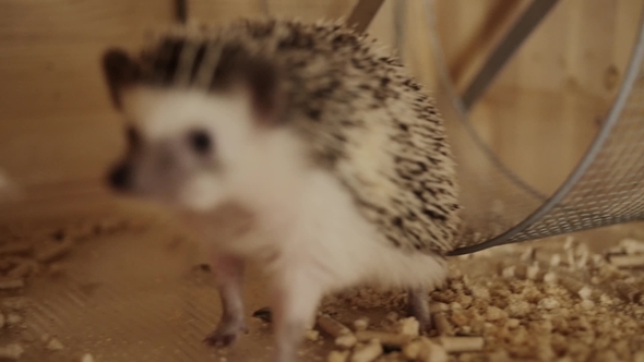 Little Pet Hedgehog Crawling on Wooden Cage Floor