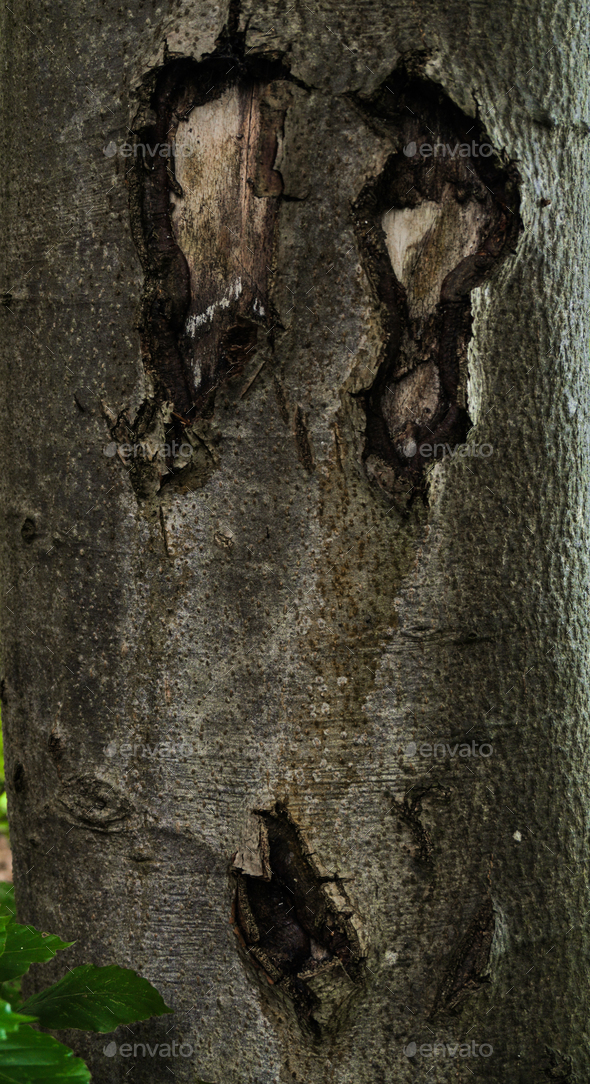detail of a scary face on a trunk of a tree