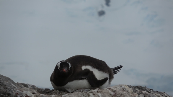 Gentoo Penguin on the Nest