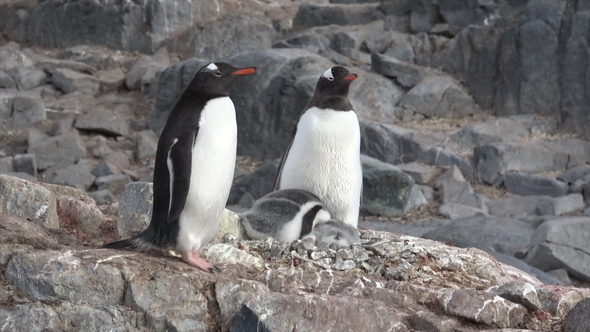 Gentoo Penguins with Chick on the Nest