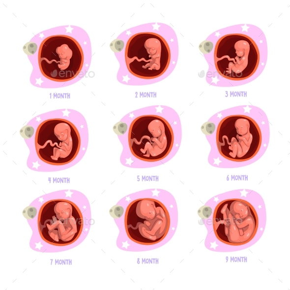 Process of Pregnancy From 1St To 9Th Months. Fetal by Top_Vectors ...