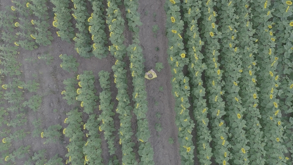 Aerial View of a Young Pregnant Woman Walks Through the Field with Blooming Sunflowers