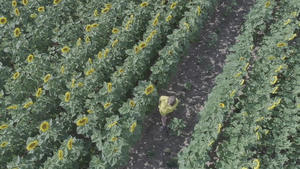 Aerial View of a Young Pregnant Woman Walking through the Field with Blooming Sunflowers