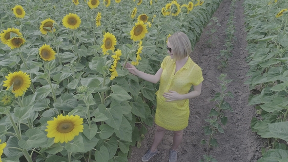 Aerial View of a Young Pregnant Woman Walking through the Field with Blooming Sunflowers