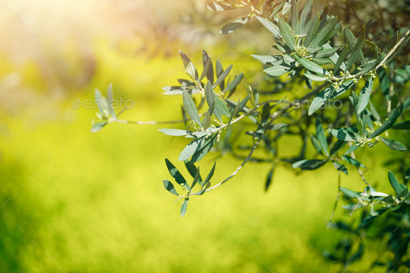 Fresh green olive tree branches - Stock Photo - Images