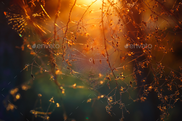 Spiderweb in the forest - Stock Photo - Images