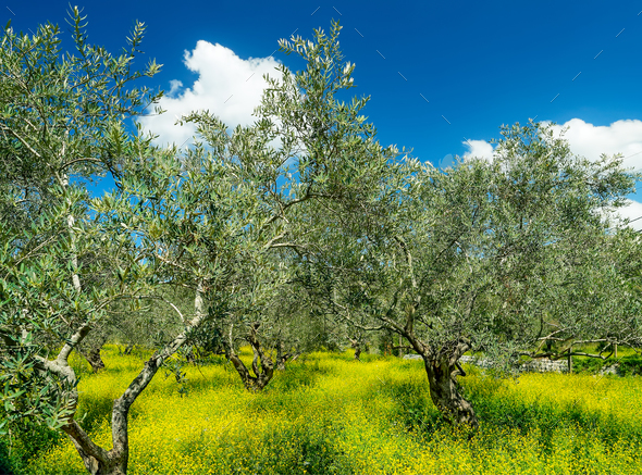 Beautiful olives garden - Stock Photo - Images