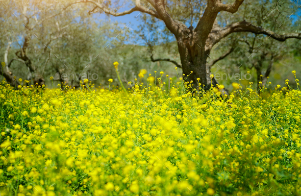 Beautiful spring garden - Stock Photo - Images