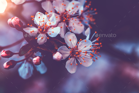 Gentle cherry blossom - Stock Photo - Images