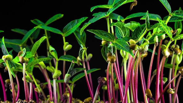 Mung Beans Germination on Black Background alt