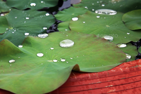 Water drops on lotus leaves Stock Photo by ssp48 | PhotoDune