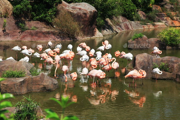 Pink and white flamingos - Stock Photo - Images
