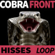 Cobra Front View Hisses - VideoHive Item for Sale