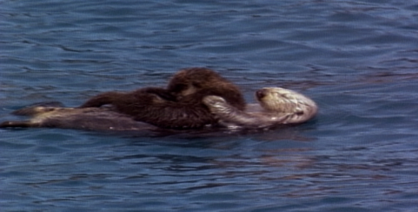Sea Otter Floating with Pup