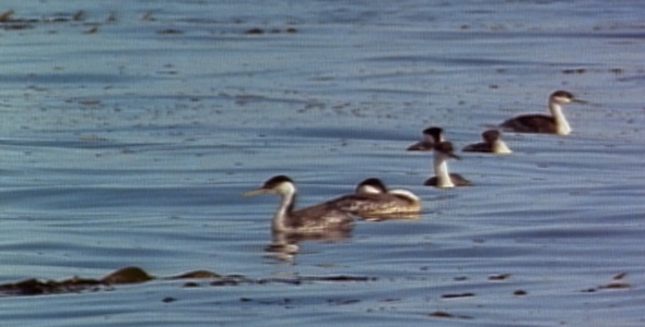 Grebes Floating in Kelp: Sequence