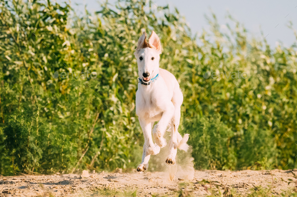 Running Puppy Of Russian Wolfhound Hunting Sighthound Russkaya P Stock Photo by Grigory_bruev