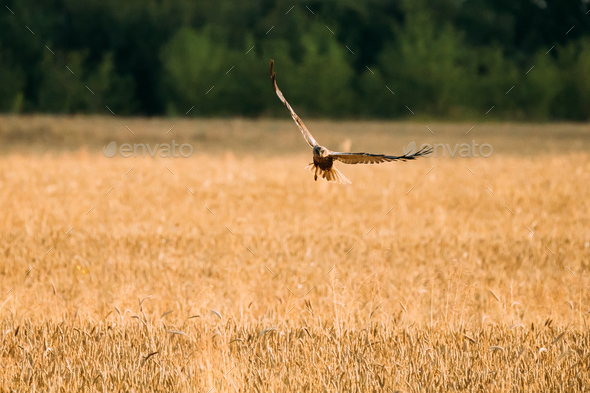 Hen Harrier Or Circus Cyaneus Wild Bird Flies Over Wheat Field I - Stock Photo - Images