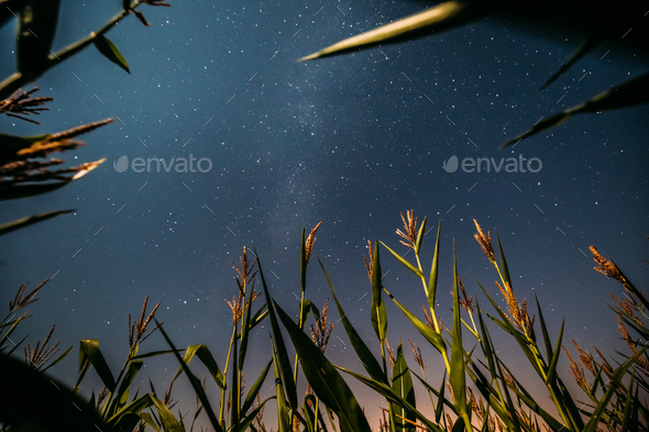 Bottom View Of Night Starry Sky With Milky Way From Green Maize - Stock Photo - Images