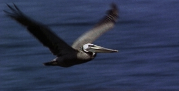Brown Pelican Flying: Sequence