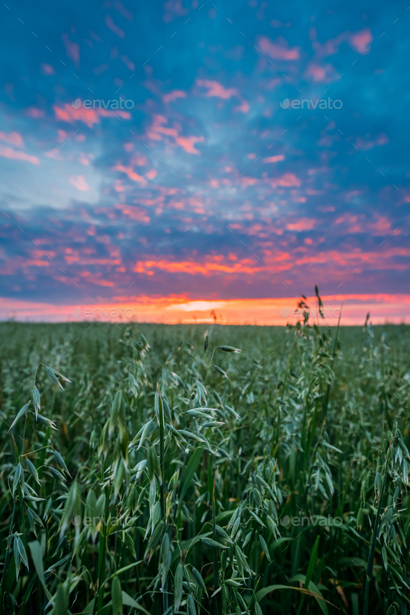 Close Up Of Oat Florets In Landscape Of Green Young Oat Plantati - Stock Photo - Images