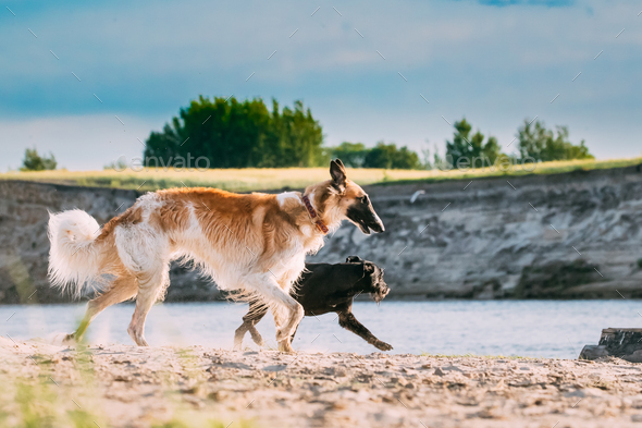 Russian Wolfhound Hunting Sighthound Russkaya Psovaya Borzaya Do - Stock Photo - Images