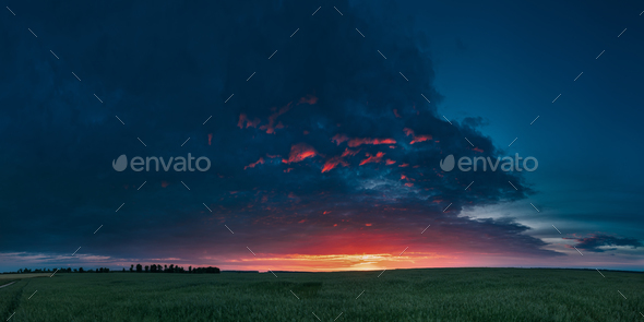 Panoramic Landscape Of Green Young Oat Plantation In Spring Fiel - Stock Photo - Images