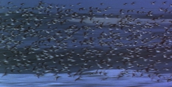 Flock of Shorebirds Flying 2: Sequence