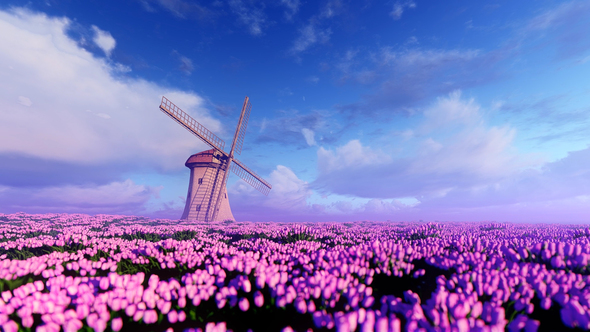 Windmill And Field Of Purple Flowers Motion Graphics Videohive