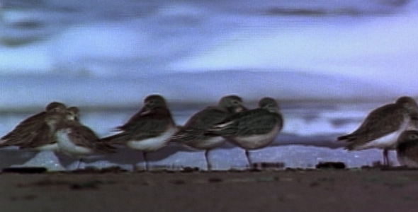 Shorebirds on Beach Near Waves