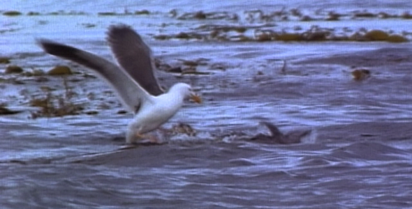 Gull Steals food from Otter