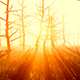 Old Forest In The Sun Old Forest In The Sun - VideoHive Item for Sale