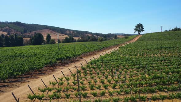 AERIAL: VINEYARDS of the coast of colchagua valley chile in summer seen from drone paredones alt