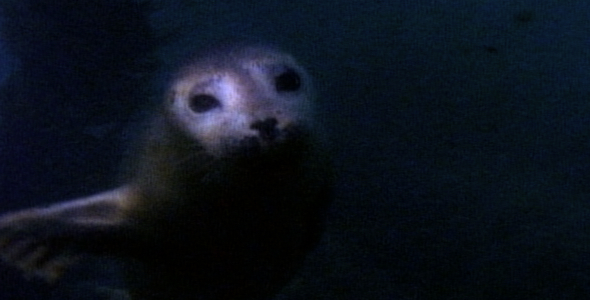 Harbor Seal Underwater